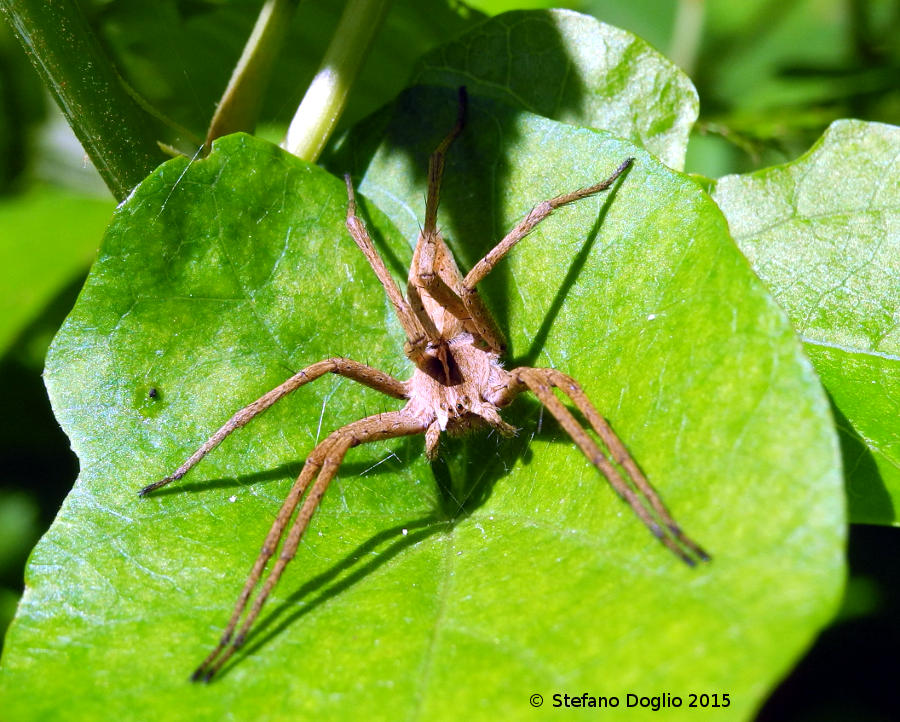 Pisaura sp.; C. xanthogramma - RN Regionale Nazzano (RM)